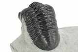 Morocconites Trilobite Fossil - Ofaten, Morocco #347296-4